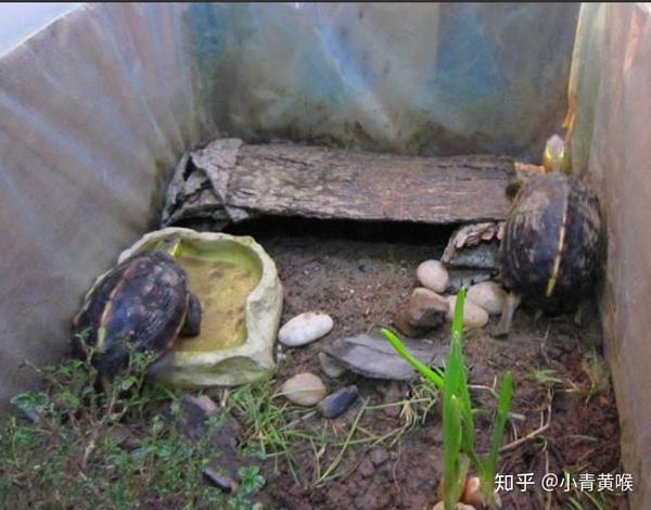 黄缘比较好养呀,家里有条件弄个龟池没有用整理箱替代,放上土,土层