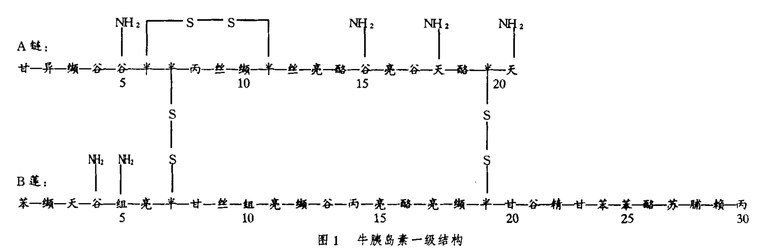 我国人工合成的牛胰岛素一级结构是怎样的