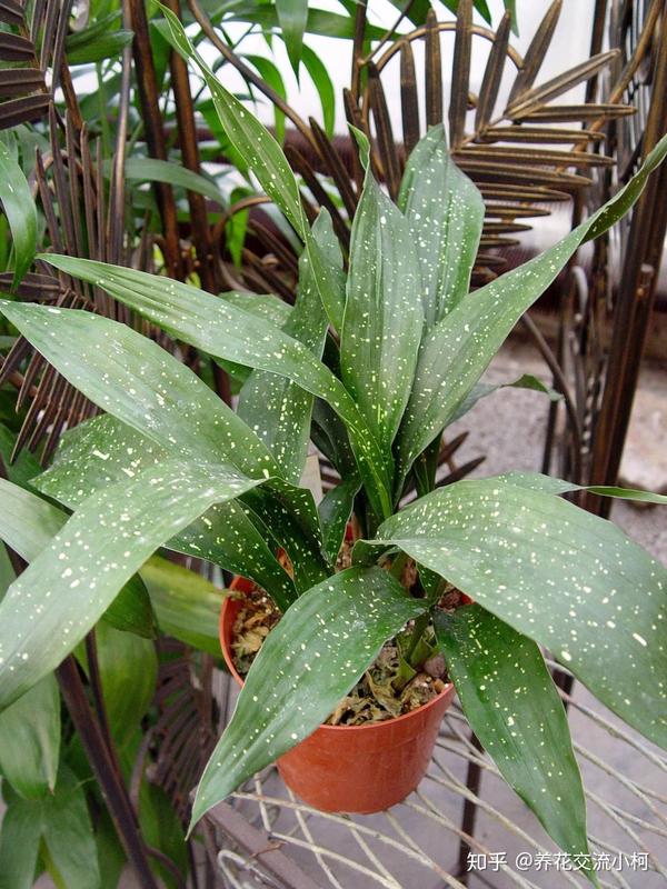 叶子斑斓的一叶兰你会喜欢么?这植物养室内真心好打理,耐阴耐旱