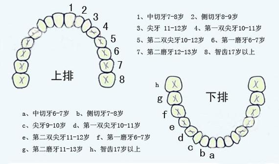 人是有两副牙齿的哦