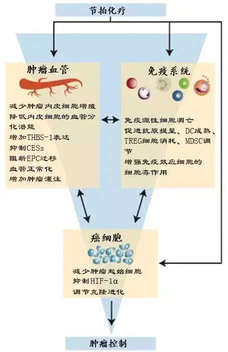 甚至是每天给药,从而减轻化疗的毒副作用,降低血栓发生率,免疫激活