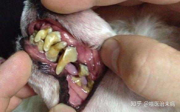 狗狗牙结石过多败血症死亡牙结石形成过程如何预防怎样判断狗狗牙齿