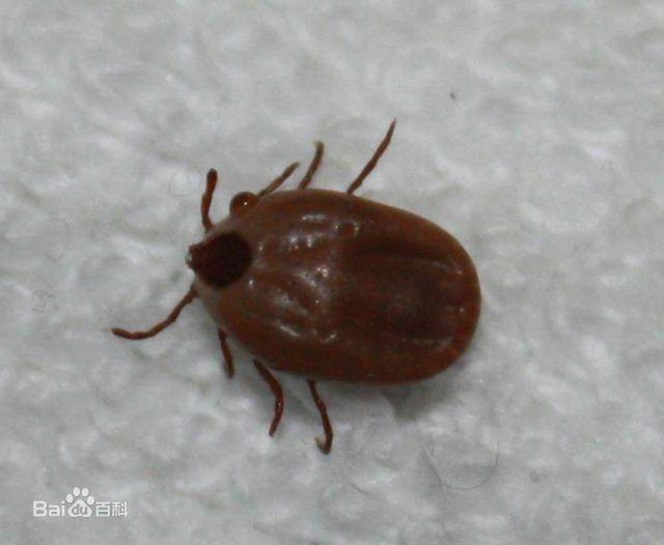 狗狗得了焦虫病怎么治疗?哪位知友有好的治疗经验分享