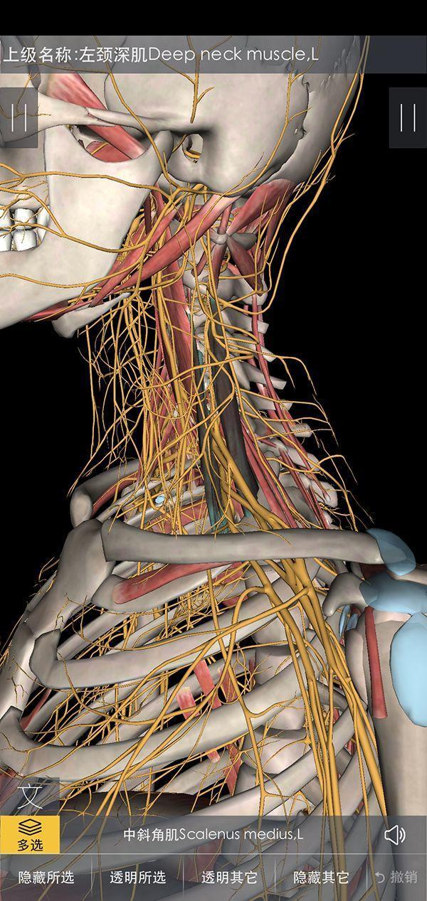 1,臂丛由第5~8颈神经前支和第一胸神经前支大部分组成.