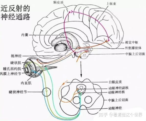 近反射的神经通路