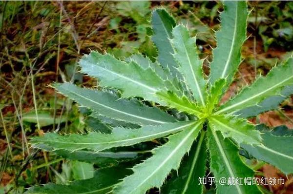 小蓟-菊科