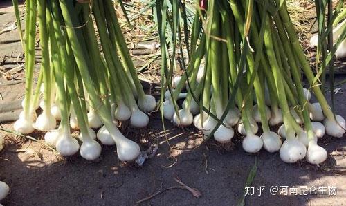 大蒜根结线虫打什么药?