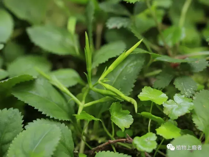 旱田草在讲故事当道的浮躁时代它简直就是一股清流