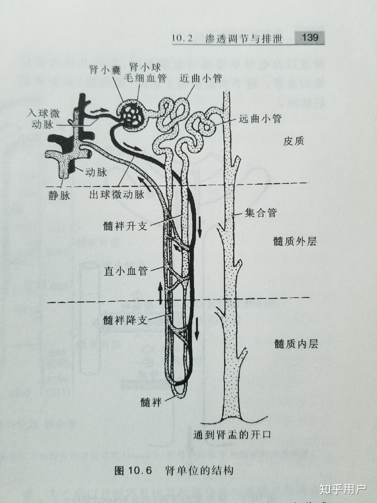 请问各位大佬肾小管和集合管对水的重吸收是以什么方式进行此问题为