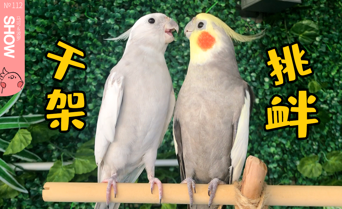 看完这个视频你还会想养鹦鹉吗?