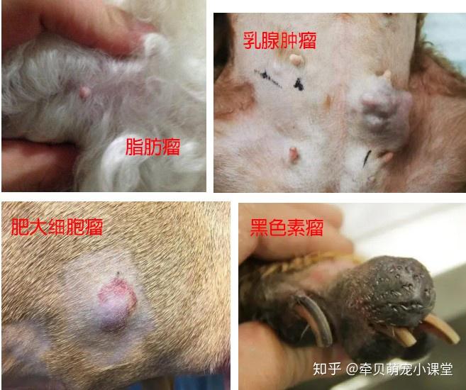 老年犬比较常见的4种肿瘤类型分别是:脂肪瘤,乳腺肿瘤,肥大细胞瘤,黑