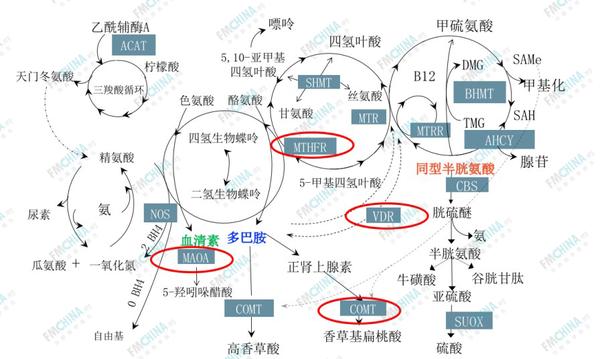 功能医学专业分享自闭症与甲基化基因及功能医学调控