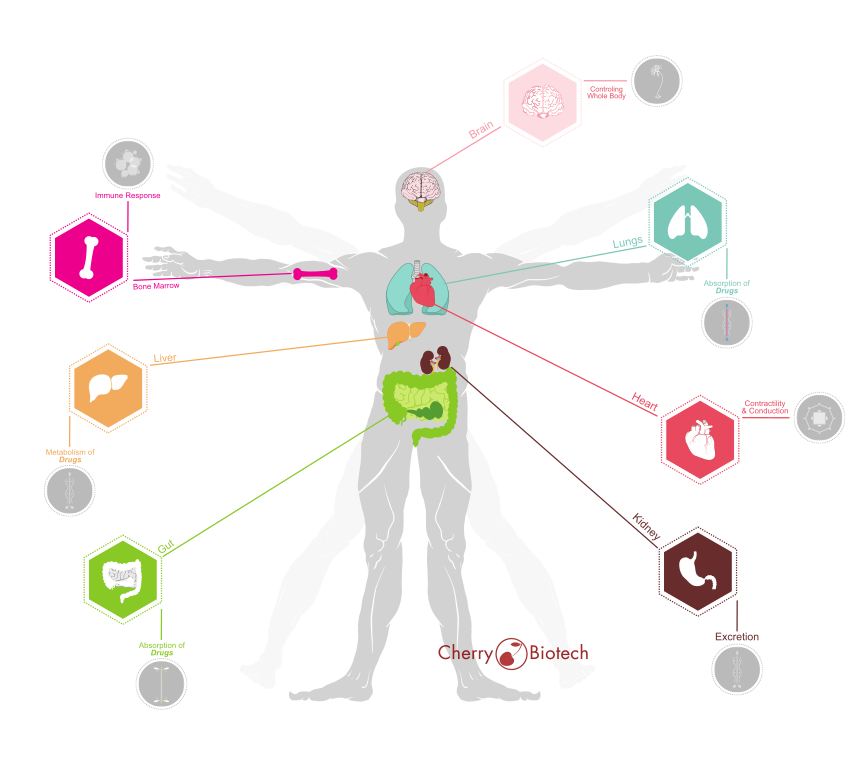 器官芯片介绍实例(五)human-on-a-chip 人体芯片