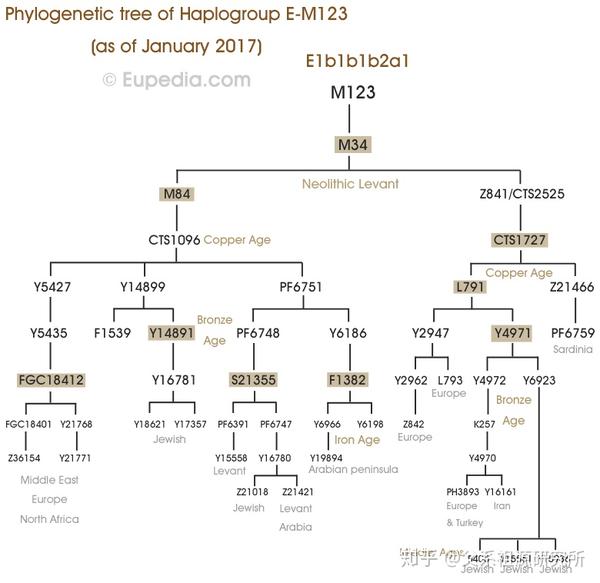 父系单倍群e1b1b