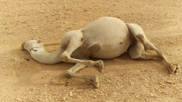 沙漠中死亡的骆驼,搁浅的鲸鱼,体积比人类大的动物尸体都需要格外