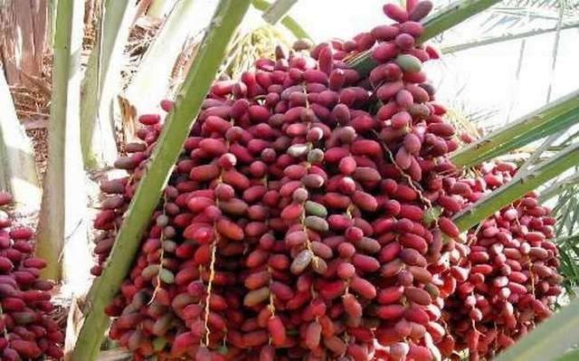 两千年前的椰枣什么味道科学家将古代椰枣种子培育成树还结了果
