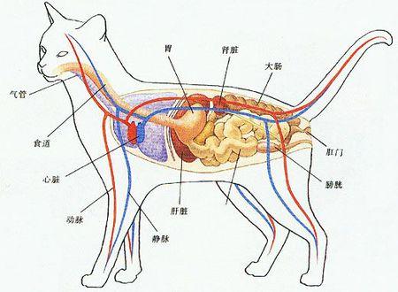 腹胀还是发胖猫咪肚子变得圆鼓鼓原因并不简单