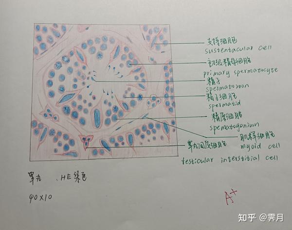 组胚红蓝铅笔绘图组织结构