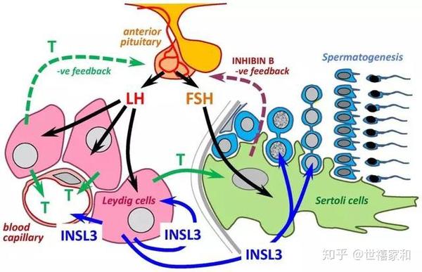 而细胞之间相互作用主要是在fsh和lh驱动下,由睾酮调控.