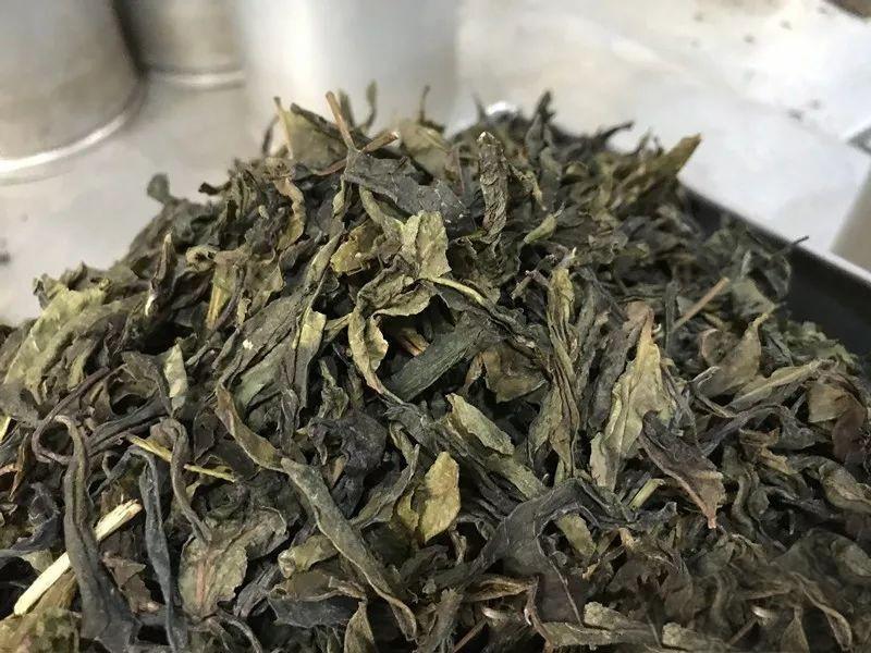 普洱茶中的"黄金叶",您喝过吗?