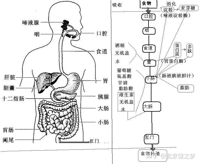 人体八大系统消化系统