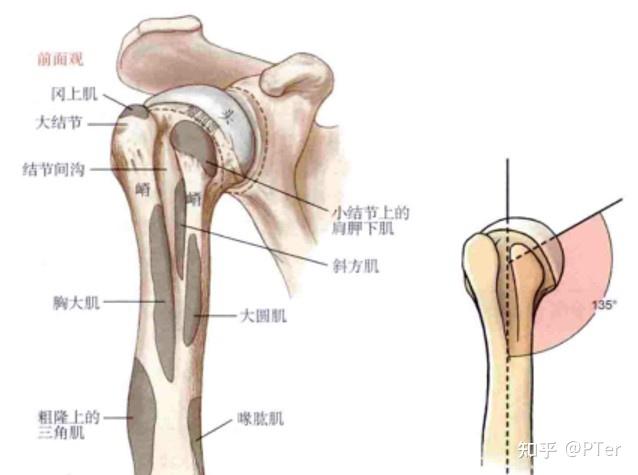 略显突出的大结节和小结节围绕在肱骨近端尽头的前面和侧面.