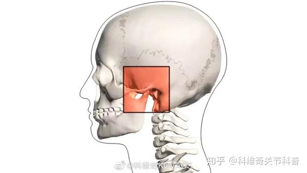 不良的颈椎姿势和下颌位置改变会引起咀嚼肌疲劳和关节内部结构关系