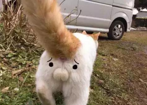 我听说你们都对猫咪的蛋蛋有兴趣我来证实一下