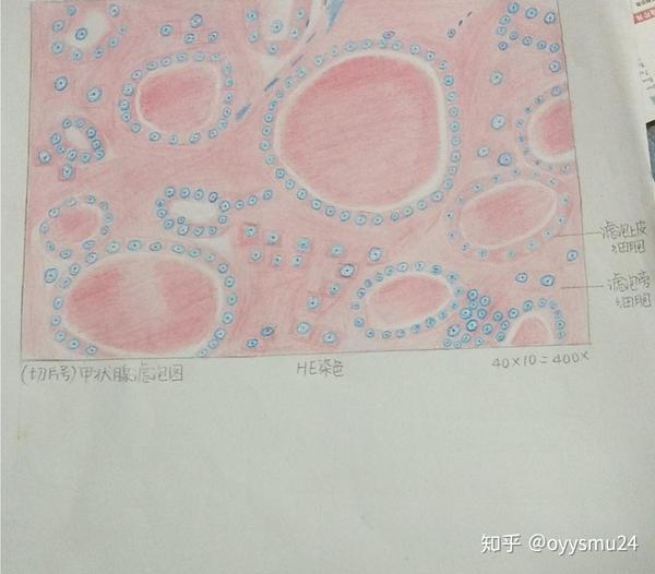 组织学与胚胎学红蓝铅笔画图