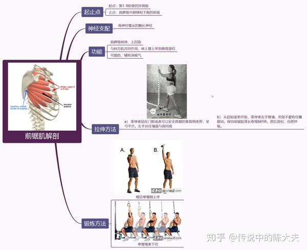 前锯肌解剖速记