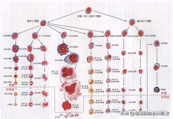 骨髓造血示意图