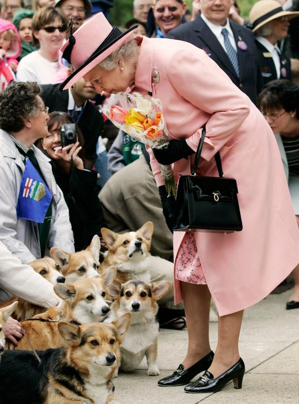 民众们带着柯基小可爱们来欢迎女王 除开最爱的柯基,女王对其它狗狗也
