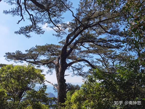 五指山的松树