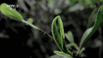 壁纸 花 桌面 400_225 gif 动态图 动图