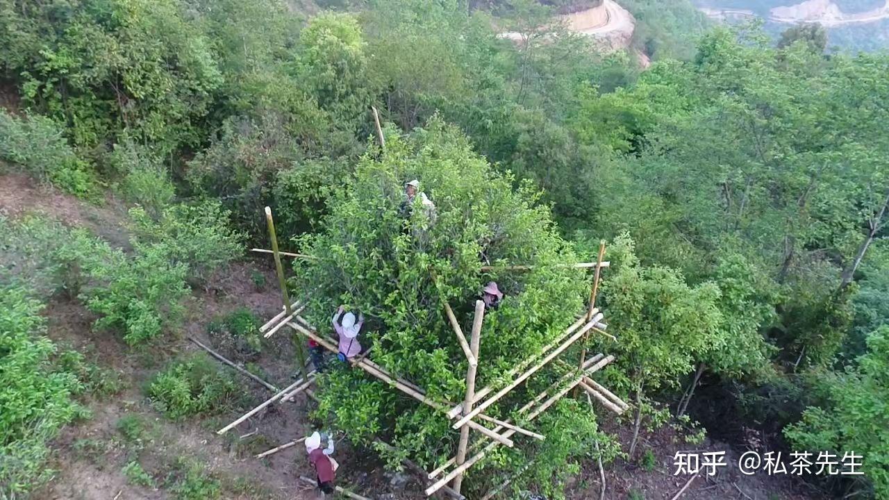现在流行喝普洱茶原因之一是古树大树的普洱茶无农残而其他灌木茶叶是
