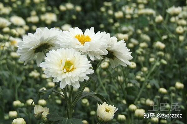 中药方中的菊花是野菊花还是白菊花还是不区分的呢?