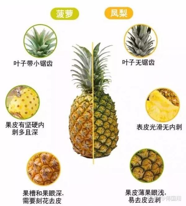 有理有菊——菠萝和凤梨的区别