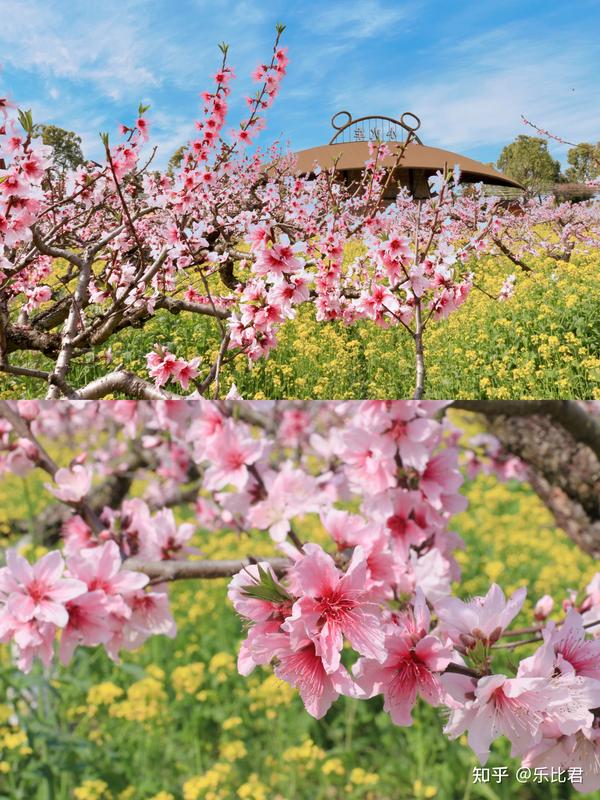 2021安吉景点桃花节花期敲定去之前必看的旅游攻略