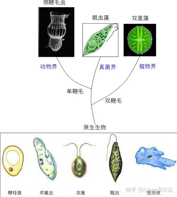 动物(包括人类)的精子,真菌的游动孢子和原生动物领鞭毛虫有一根长在