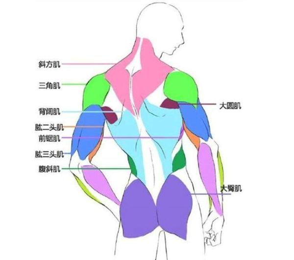 人体肌肉怎么画肌肉的详细画法轻备老师教你画出一个肌肉猛男