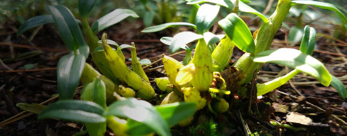 种植篇如何栽种霍山石斛家庭盆栽