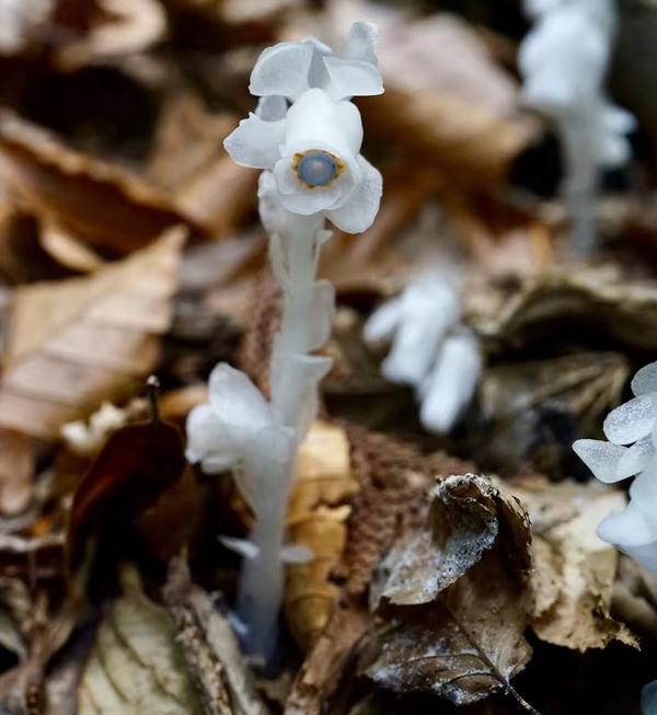 纤尘不染的球果假水晶兰(monotropastrum humile)