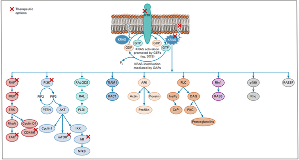 kras相关信号通路(文献1)