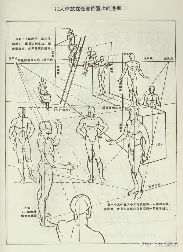 初学画画时怎么画好人体透视?