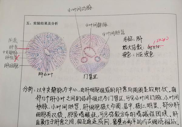 组织学与胚胎学实验红蓝铅笔图