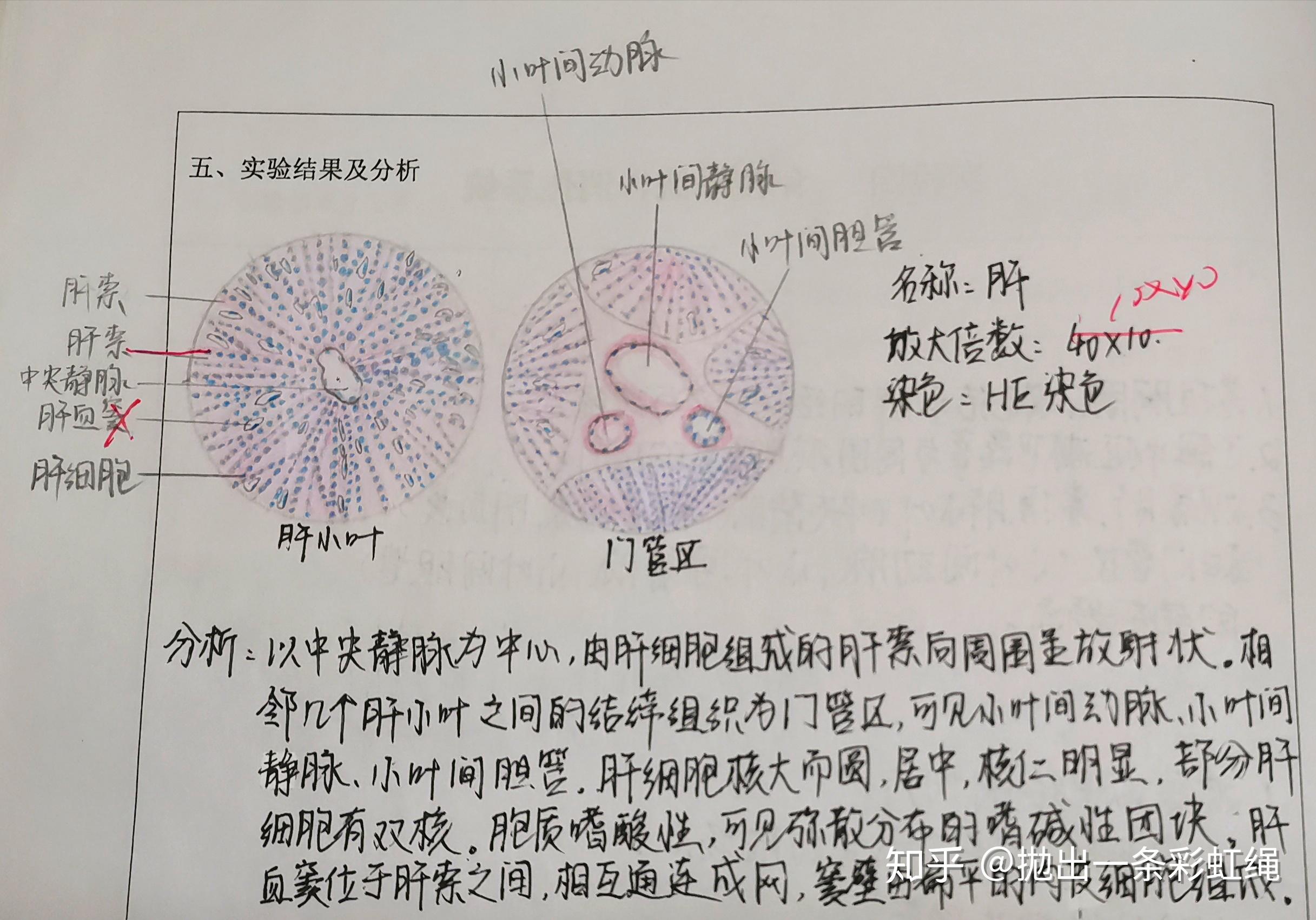 这是第一次接触镜下红蓝绘图(之前那一篇病理实验是在组胚实验之后)