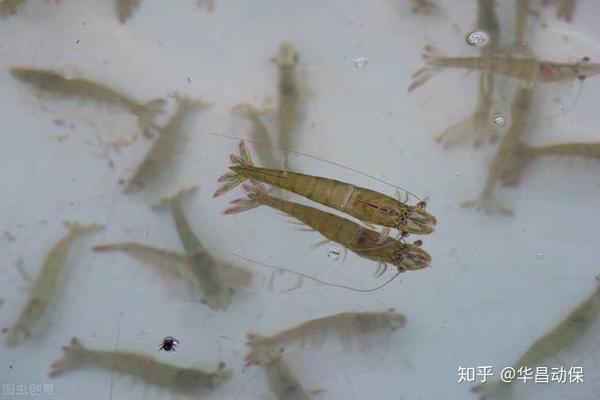 如何提高对虾成活率?