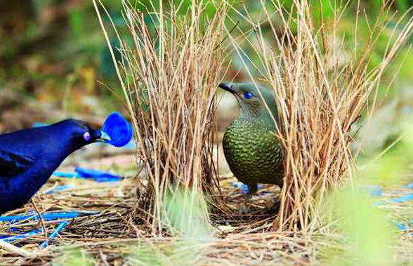 宝芸邸家居丨传承bowerbird(园丁鸟)的艺术审美及工匠
