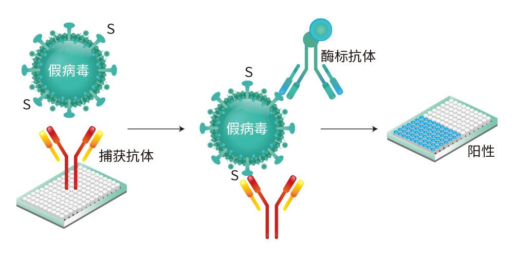 义翘神州完成新冠病毒抗原检测试剂盒的研发