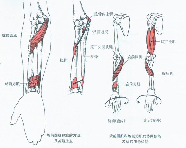 起点:尺骨前面和前臂骨间膜. 止点:第2-5指远节指骨底.